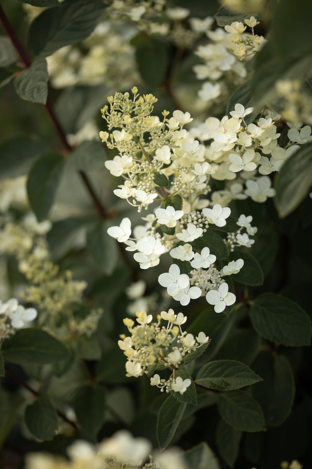 Hydrangeas